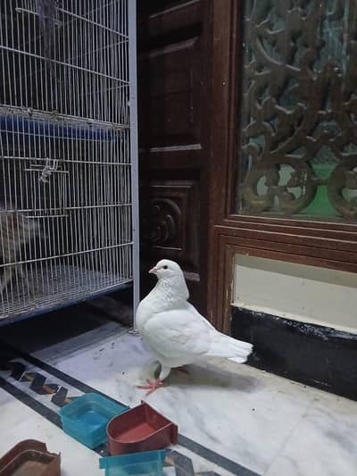 king Modena ke 3 males for sale