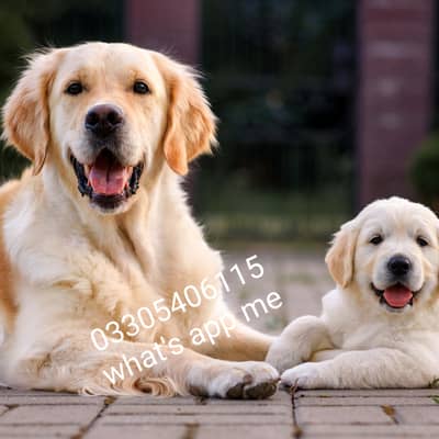 Golden retriever puppies