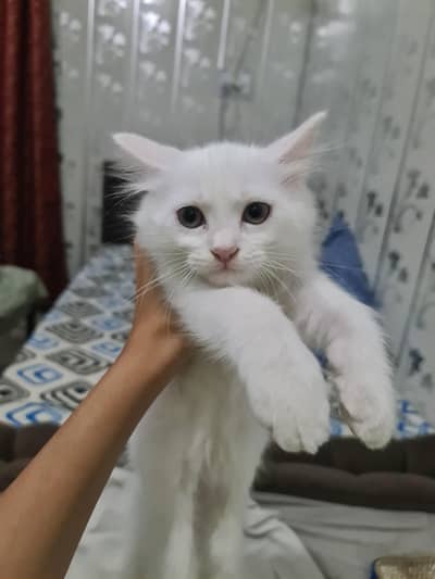 Persian Cute kitten For Sale