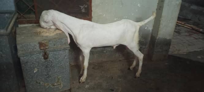 pure Rajanpuri bacha for sale.