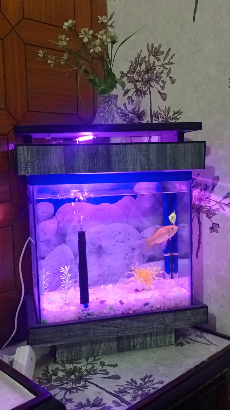 fish aquarium