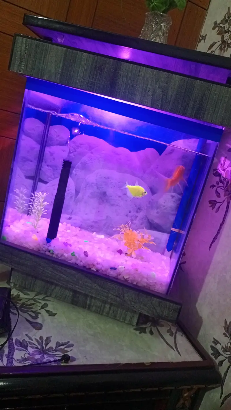 fish aquarium — photo 2