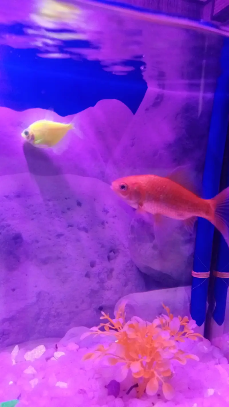 fish aquarium — photo 3