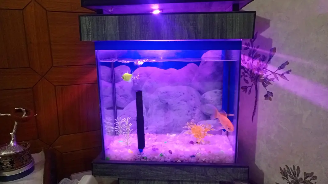 fish aquarium — photo 4