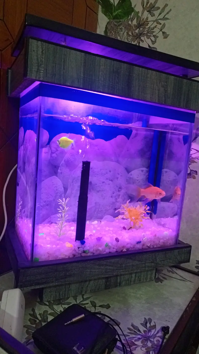 fish aquarium — photo 5