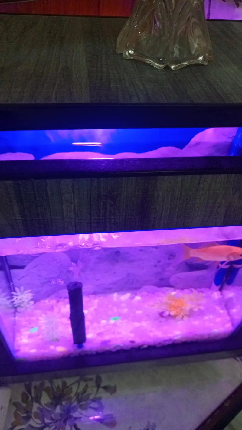 fish aquarium — photo 8