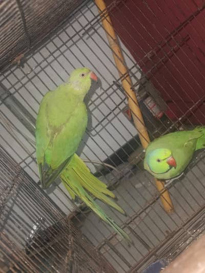 Ringneck Breeder Pair more details what's app