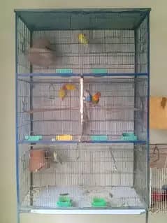 color love bird setup for sell