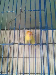 color love bird setup for sell — photo 2