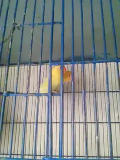 color love bird setup for sell — photo 3