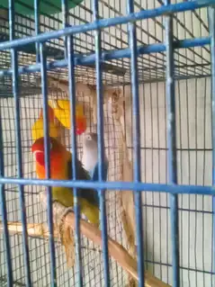 color love bird setup for sell — photo 4