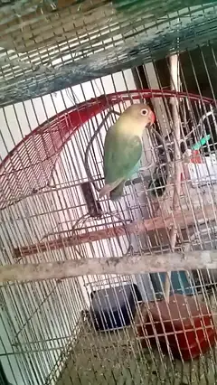 color love bird setup for sell — photo 5