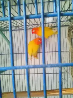 color love bird setup for sell — photo 6