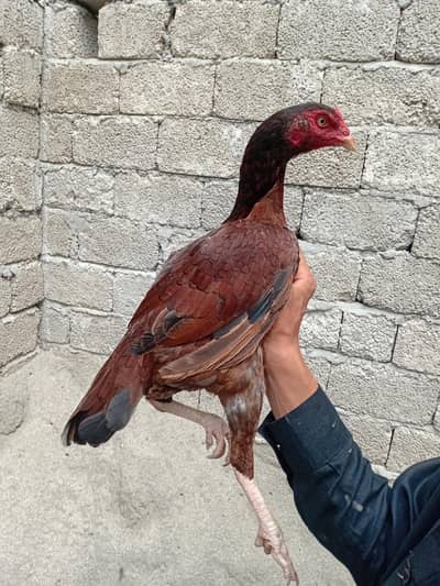 asel chiken
