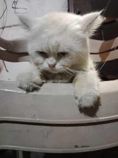 Persian semi punch face
