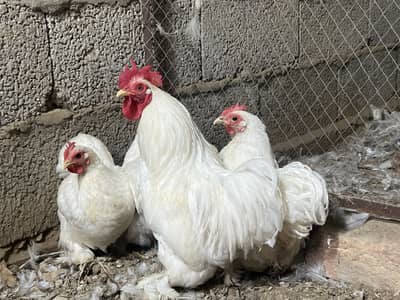 Top quality hen eggs for sale