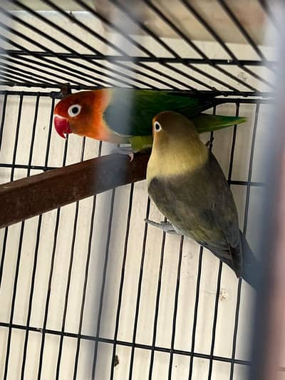 love bird cage