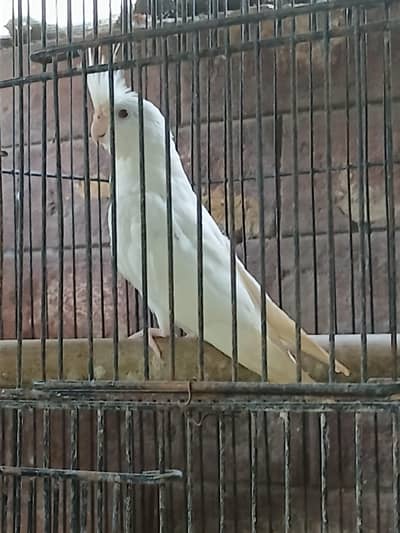 Cocktail birds