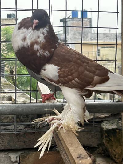 Gubary kabutar