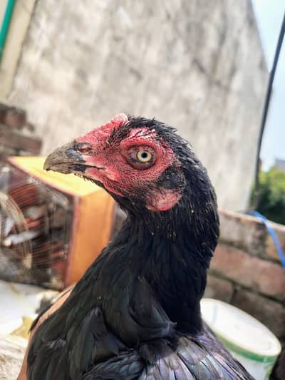Aseel breeder Madi pure long tail