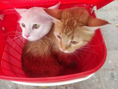 2 cats male female