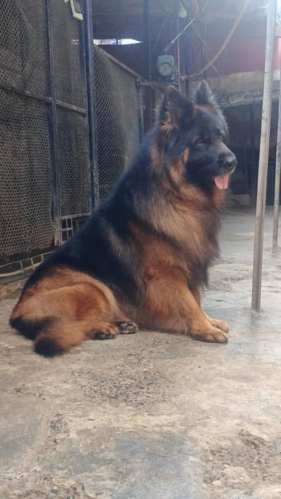 German Shepherd Long Cot Male
