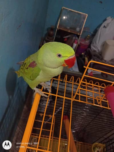 Raw parrot