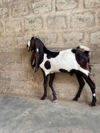 jamwar qurbani ka leya dastyab ha
