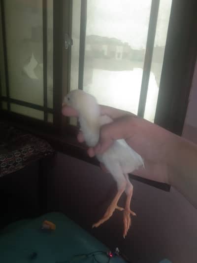 White shamo with care material