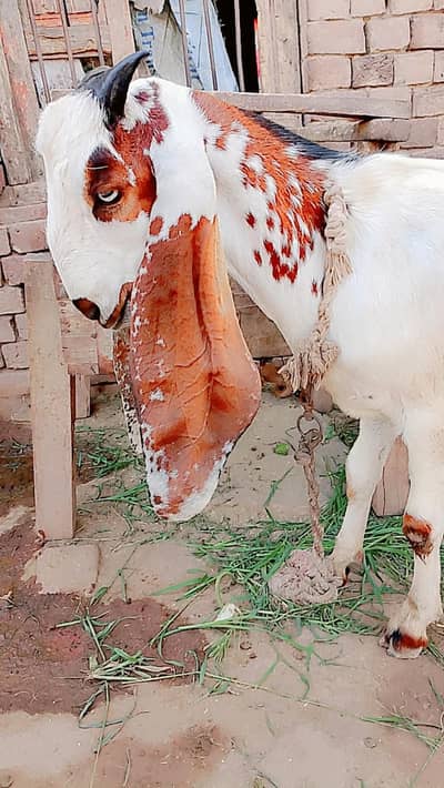 Desi bkara