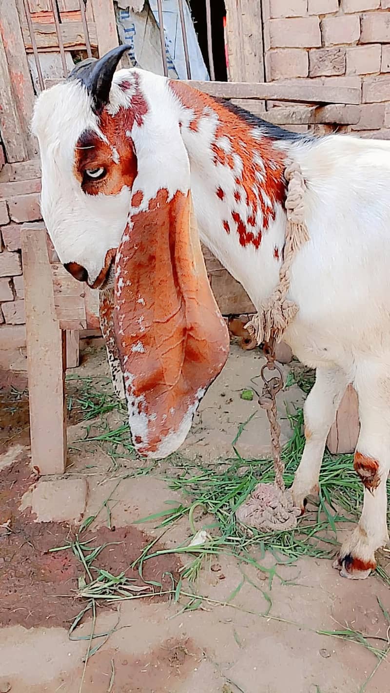 Desi bkara 0