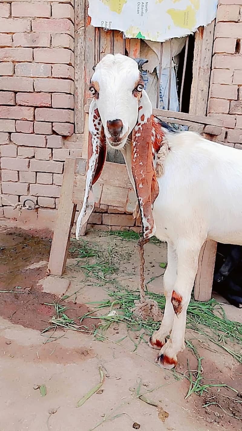 Desi bkara 3
