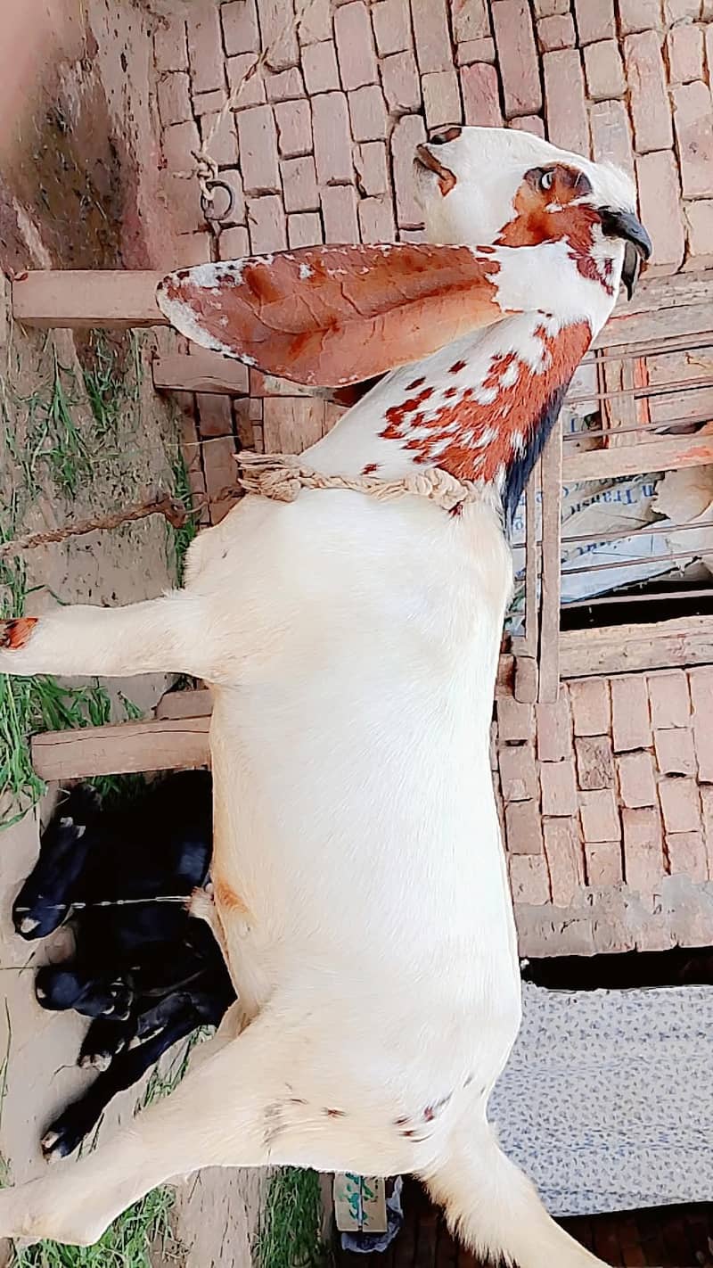 Desi bkara 4