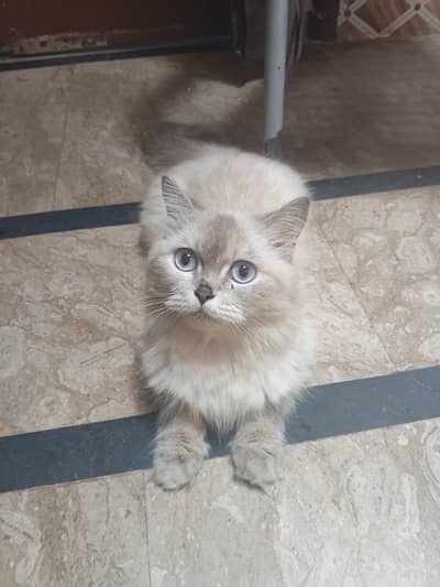 TRIPLE COATED HIMALAYAN CAT