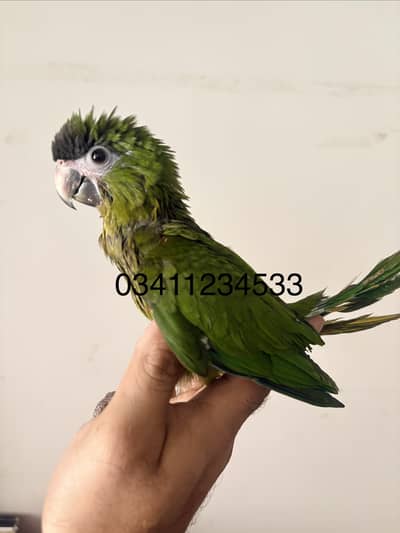 Hahns macaw mini macaw