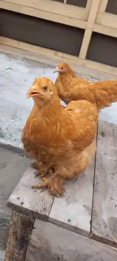 Golden buff female