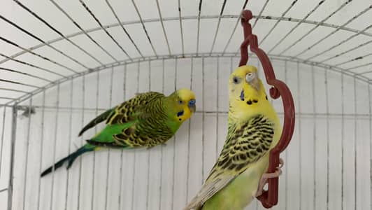 Beautiful Budgie Pair Available for Sale