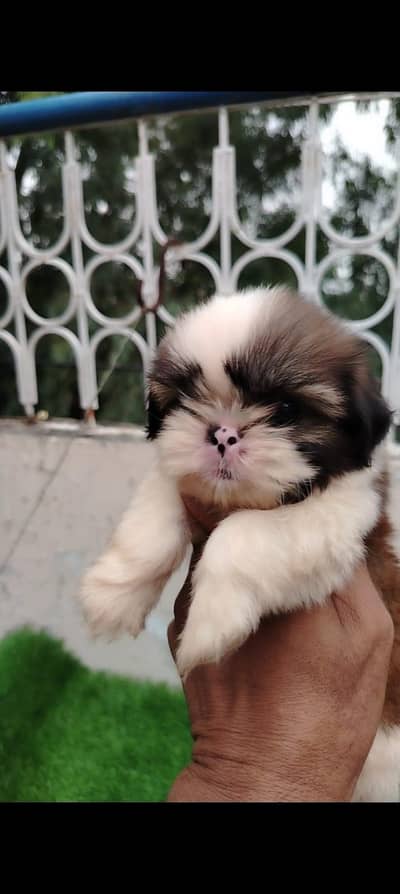 Shitzu male puppy for sale