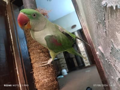 Raw Parrot