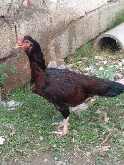 aseel madi with 10 eggs