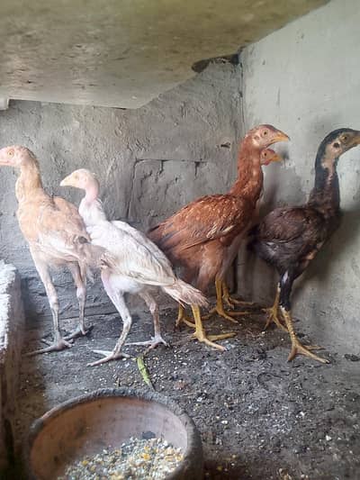 7 Aseel chick for sale hai