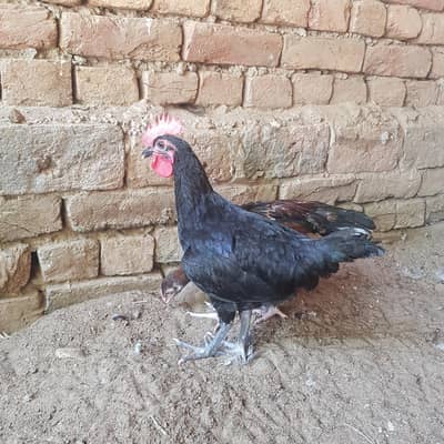 Australop male and Golden misri hens