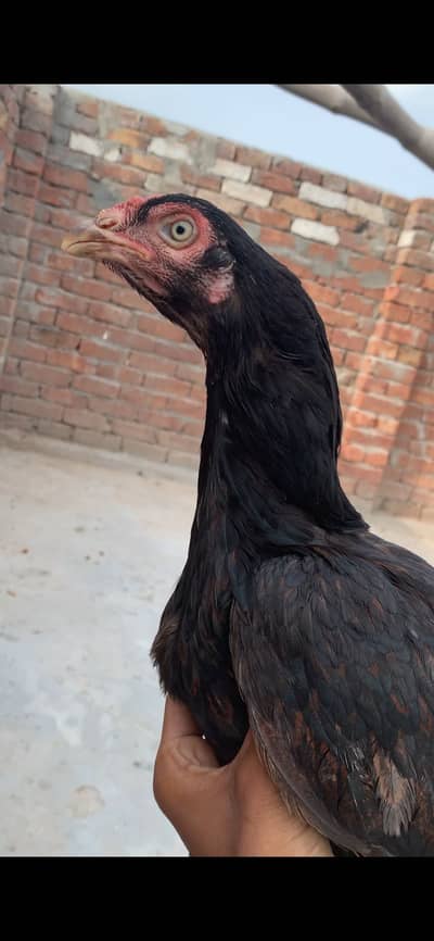 Pue mianwali Madi for sale