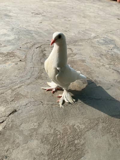 Fancy White Pigeons ( White Homers )