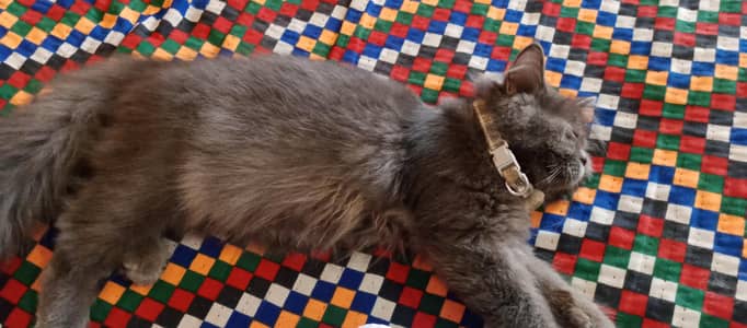 Persian grey cat friendly behavior