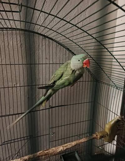urgent for sale