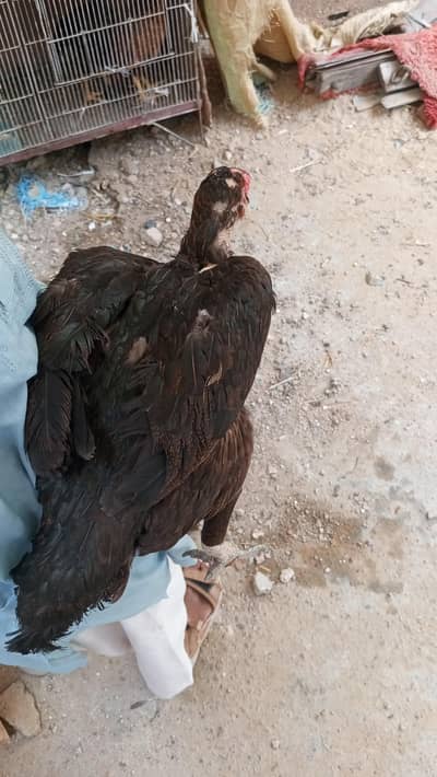 asil murgi black
