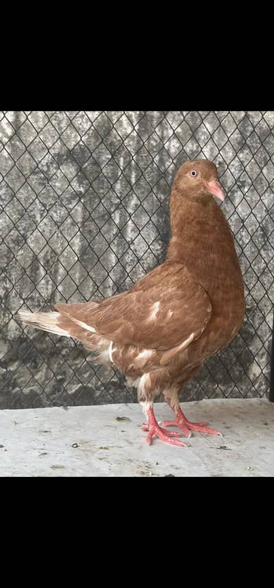 King Fancy Female