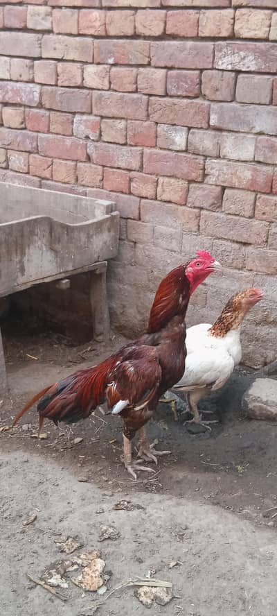 Aseel murghiaan or murgha available for sale