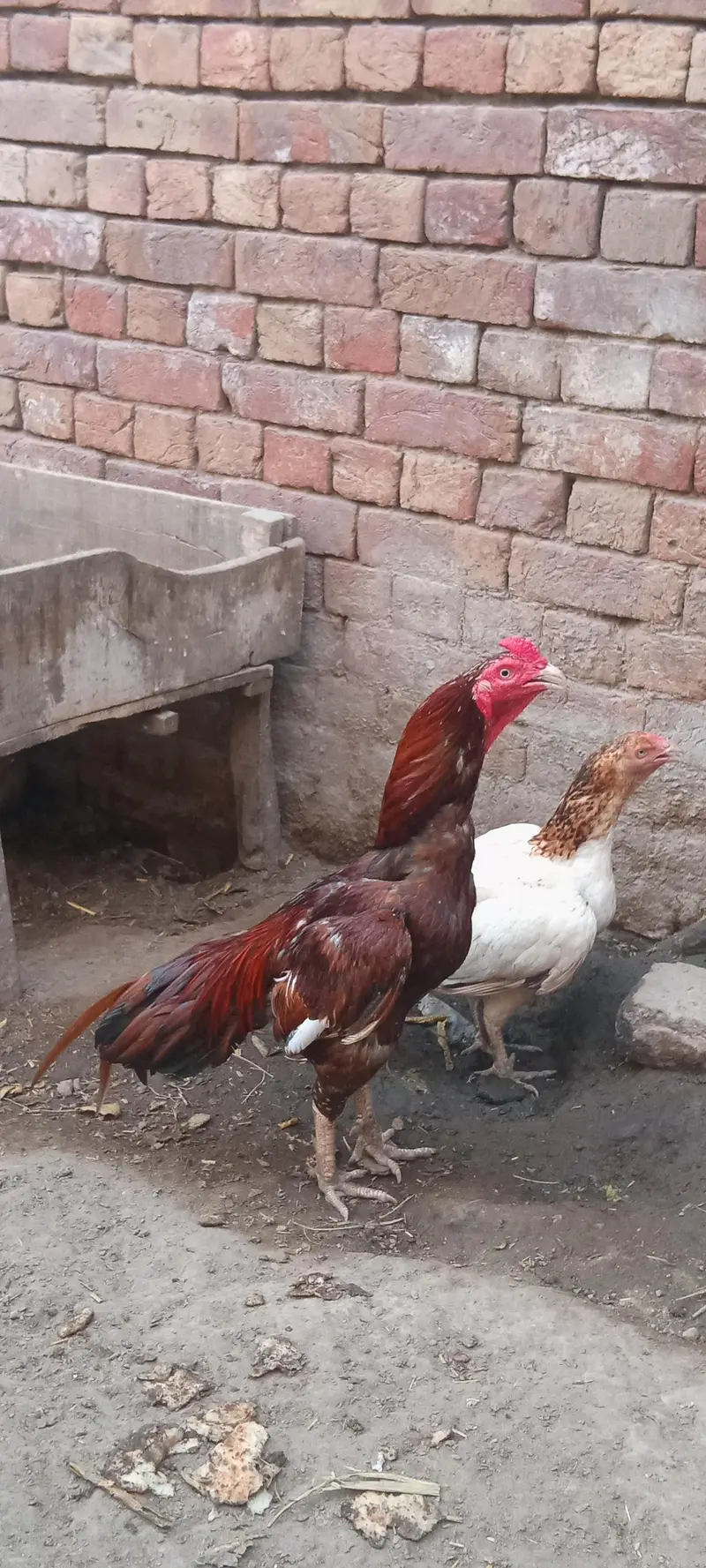Aseel murghiaan or murgha available for sale